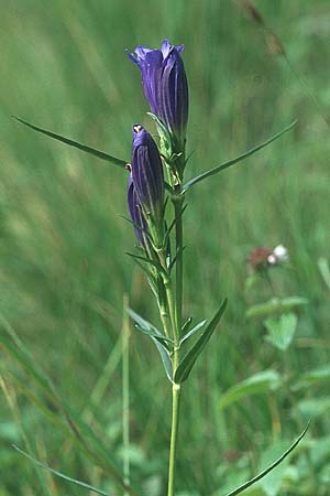 Gentiana pneumonanthe \ Lungen-Enzian / Marsh Gentian, D Bodensee - Gebiet/Region 31.8.2004