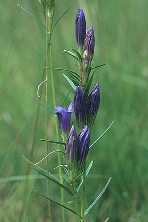 Gentiana pneumonanthe \ Lungen-Enzian / Marsh Gentian, D Bodensee - Gebiet/Region 31.8.2004