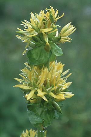 Gentiana lutea \ Gelber Enzian / Yellow Gentian, D Schwarzwald/Black-Forest, Feldberg 1.7.2005