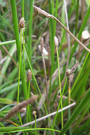 Eleocharis obtusa \ Eifrmige Sumpfbinse / Ovate Spike Rush, D Karlsruhe 27.7.2009