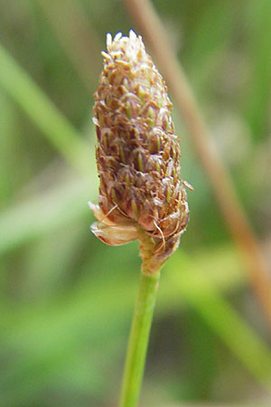 Eleocharis obtusa \ Eifrmige Sumpfbinse / Ovate Spike Rush, D Karlsruhe 27.7.2009