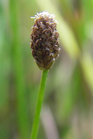 Eleocharis obtusa \ Eifrmige Sumpfbinse / Ovate Spike Rush, D Karlsruhe 27.7.2009