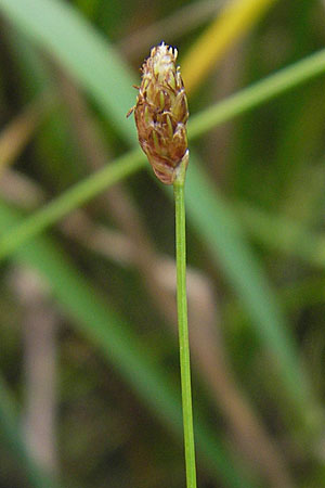Eleocharis obtusa \ Eifrmige Sumpfbinse / Ovate Spike Rush, D Karlsruhe 27.7.2009