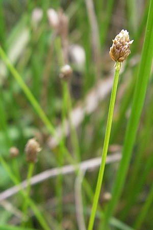 Eleocharis obtusa \ Eifrmige Sumpfbinse / Ovate Spike Rush, D Karlsruhe 27.7.2009
