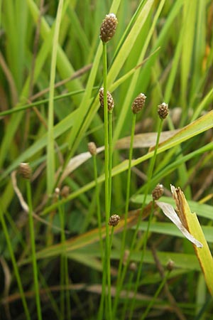 Eleocharis obtusa \ Eifrmige Sumpfbinse / Ovate Spike Rush, D Karlsruhe 27.7.2009
