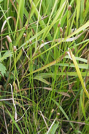 Eleocharis obtusa \ Eifrmige Sumpfbinse / Ovate Spike Rush, D Karlsruhe 27.7.2009