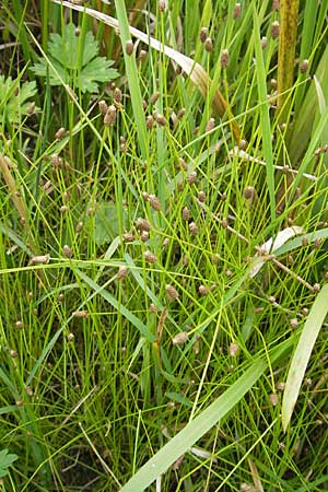 Eleocharis obtusa \ Eifrmige Sumpfbinse / Ovate Spike Rush, D Karlsruhe 27.7.2009