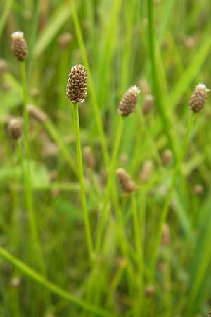 Eleocharis obtusa \ Eifrmige Sumpfbinse / Ovate Spike Rush, D Karlsruhe 27.7.2009