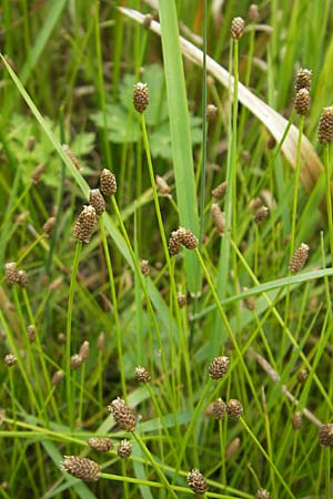 Eleocharis obtusa \ Eifrmige Sumpfbinse / Ovate Spike Rush, D Karlsruhe 27.7.2009