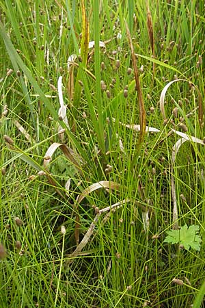 Eleocharis obtusa \ Eifrmige Sumpfbinse / Ovate Spike Rush, D Karlsruhe 27.7.2009