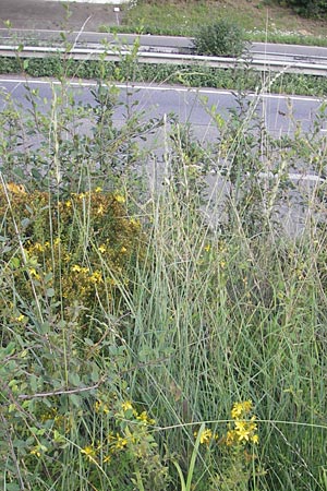 Elymus obtusiflorus \ Stumpfbltige Quecke / Obtuse Couch, D Neustadt an der Weinstraße 25.7.2011
