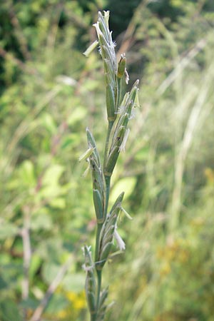 Elymus obtusiflorus \ Stumpfbltige Quecke / Obtuse Couch, D Neustadt an der Weinstraße 25.7.2011