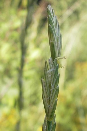 Elymus obtusiflorus \ Stumpfbltige Quecke / Obtuse Couch, D Neustadt an der Weinstraße 25.7.2011