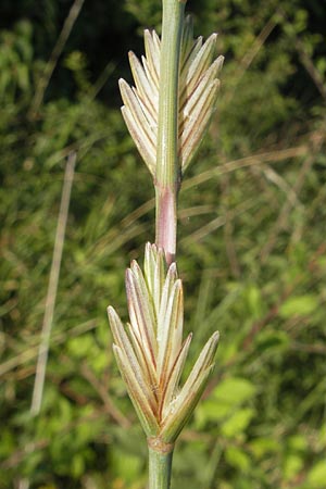 Elymus obtusiflorus \ Stumpfbltige Quecke / Obtuse Couch, D Neustadt an der Weinstraße 25.7.2011