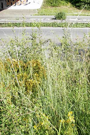 Elymus obtusiflorus \ Stumpfbltige Quecke / Obtuse Couch, D Neustadt an der Weinstraße 25.7.2011