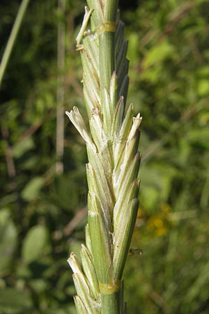 Elymus obtusiflorus \ Stumpfbltige Quecke / Obtuse Couch, D Neustadt an der Weinstraße 25.7.2011