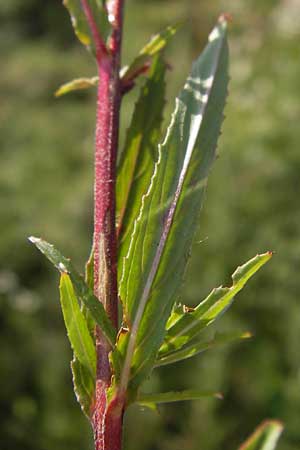 Epilobium tetragonum \ Vierkantiges Weidenrschen / Square-Stalked Willowherb, D Mannheim 24.7.2012