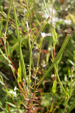 Epilobium tetragonum \ Vierkantiges Weidenrschen / Square-Stalked Willowherb, D Mannheim 26.7.2012