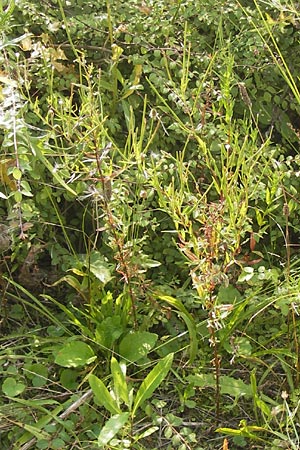 Epilobium tetragonum \ Vierkantiges Weidenrschen / Square-Stalked Willowherb, D Mannheim 26.7.2012
