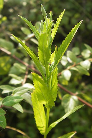 Epilobium tetragonum \ Vierkantiges Weidenrschen / Square-Stalked Willowherb, D Mannheim 26.7.2012