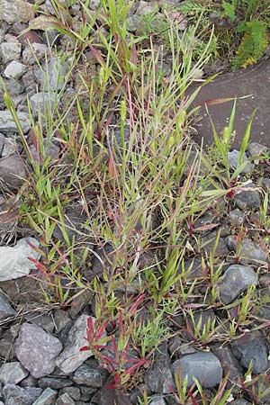 Epilobium tetragonum \ Vierkantiges Weidenrschen / Square-Stalked Willowherb, D Kehl 28.7.2012