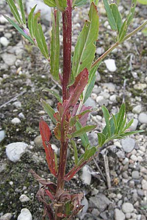 Epilobium lamyi \ Graugrnes Weidenrschen / Hairy Square-Stalked Willowherb, D Mannheim 28.6.2007