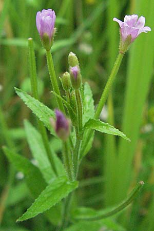 Epilobium parviflorum \ Kleinbltiges Weidenrschen / Hoary Willowherb, Small-Flowered Willowherb, D Heidelberg 30.6.2007