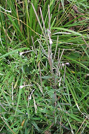 Epilobium palustre \ Sumpf-Weidenrschen / Marsh Willowherb, D Schwarzwald/Black-Forest, Feldberg 18.8.2007