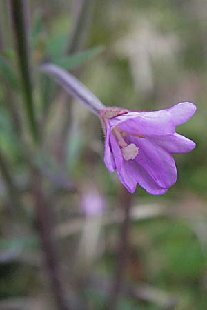Epilobium palustre \ Sumpf-Weidenrschen / Marsh Willowherb, D Schwarzwald/Black-Forest, Feldberg 18.8.2007