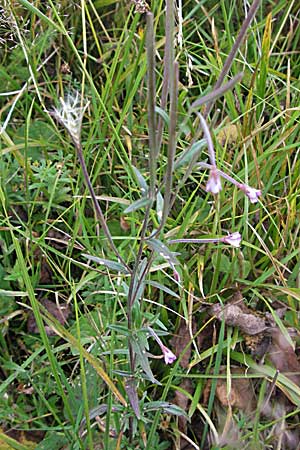 Epilobium palustre \ Sumpf-Weidenrschen / Marsh Willowherb, D Schwarzwald/Black-Forest, Feldberg 18.8.2007