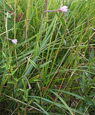 Epilobium palustre \ Sumpf-Weidenrschen / Marsh Willowherb, D Schwarzwald/Black-Forest, Feldberg 18.8.2007