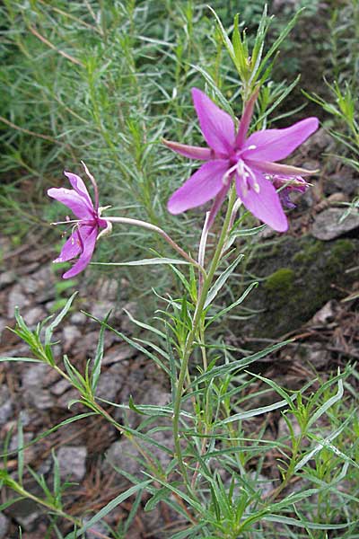 Epilobium fleischeri \ Kies-Weidenrschen / Fleischer's Willowherb, D Botan. Gar.  Universit.  Heidelberg 30.6.2007