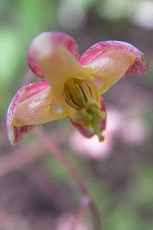 Epimedium alpinum \ Alpen-Sockenblume / Barren-Wort, D Weinheim an der Bergstraße, Botan. Gar.  Hermannshof 8.4.2008