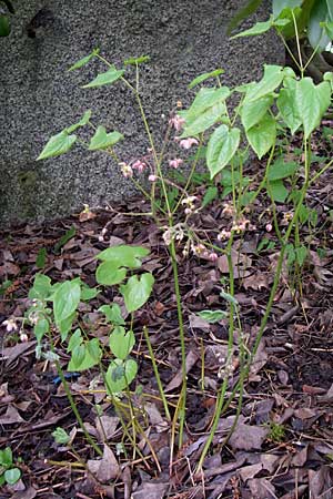 Epimedium alpinum \ Alpen-Sockenblume / Barren-Wort, D Weinheim an der Bergstraße, Botan. Gar.  Hermannshof 8.4.2008