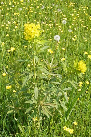 Euphorbia palustris \ Sumpf-Wolfsmilch / Marsh Spurge, D Lampertheim 3.5.2009