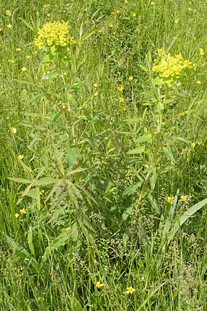 Euphorbia palustris \ Sumpf-Wolfsmilch / Marsh Spurge, D Lampertheim 16.5.2009