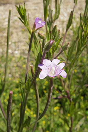 Epilobium tetragonum \ Vierkantiges Weidenrschen / Square-Stalked Willowherb, D Karlsruhe 13.6.2009