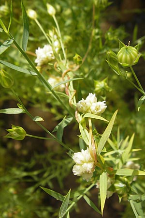Cuscuta epilinum \ Flachs-Seide / Flax Dodder, D Botan. Gar.  Universit.  Mainz 11.7.2009