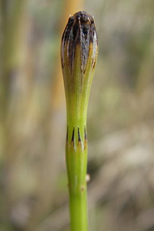 Equisetum palustre \ Sumpf-Schachtelhalm, Duwock / Marsh Horsetail, D Günzburg 8.5.2010
