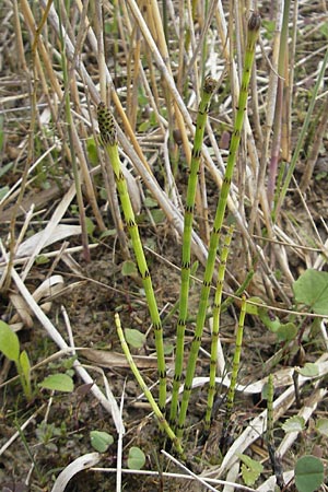 Equisetum palustre \ Sumpf-Schachtelhalm, Duwock / Marsh Horsetail, D Günzburg 8.5.2010