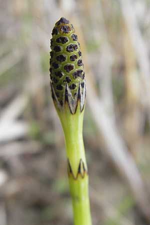 Equisetum palustre \ Sumpf-Schachtelhalm, Duwock / Marsh Horsetail, D Günzburg 8.5.2010
