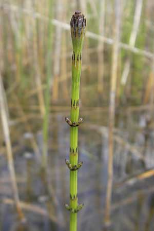 Equisetum palustre \ Sumpf-Schachtelhalm, Duwock / Marsh Horsetail, D Günzburg 8.5.2010