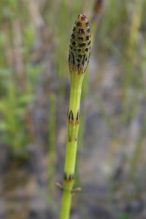 Equisetum palustre \ Sumpf-Schachtelhalm, Duwock / Marsh Horsetail, D Günzburg 8.5.2010