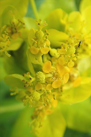 Euphorbia palustris \ Sumpf-Wolfsmilch / Marsh Spurge, D Lampertheim 10.5.2010