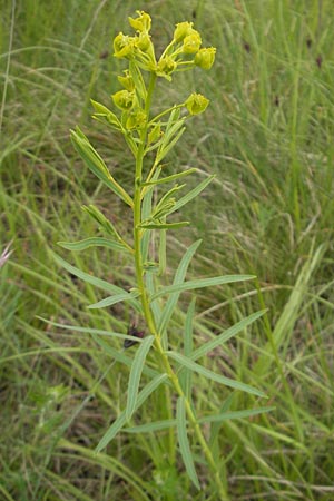 Euphorbia saratoi \ Schein-Ruten-Wolfsmilch / Twiggy Spurge, D Martinstein an der Nahe 15.5.2010