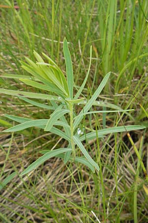 Euphorbia saratoi \ Schein-Ruten-Wolfsmilch / Twiggy Spurge, D Martinstein an der Nahe 15.5.2010