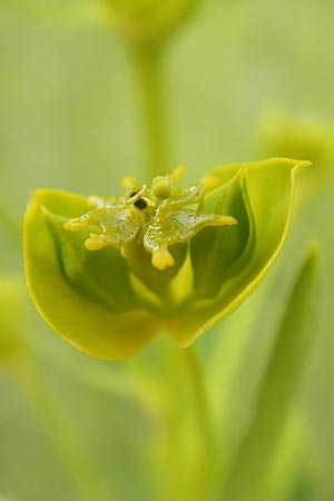 Euphorbia saratoi \ Schein-Ruten-Wolfsmilch / Twiggy Spurge, D Martinstein an der Nahe 15.5.2010