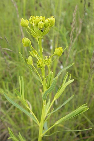 Euphorbia saratoi \ Schein-Ruten-Wolfsmilch / Twiggy Spurge, D Martinstein an der Nahe 15.5.2010