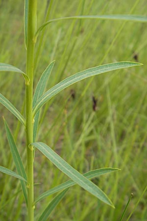 Euphorbia saratoi \ Schein-Ruten-Wolfsmilch / Twiggy Spurge, D Martinstein an der Nahe 15.5.2010