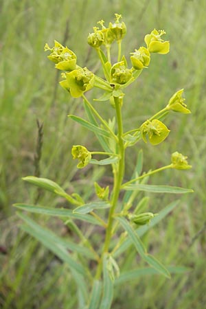 Euphorbia saratoi \ Schein-Ruten-Wolfsmilch / Twiggy Spurge, D Martinstein an der Nahe 15.5.2010
